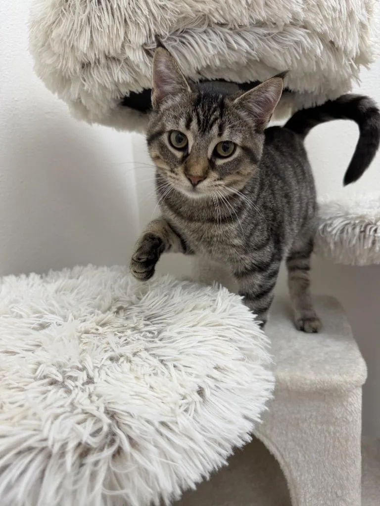 A baby medium-sized female Domestic Short Hair cat named Chipmunk for adoption in Newberg, OR