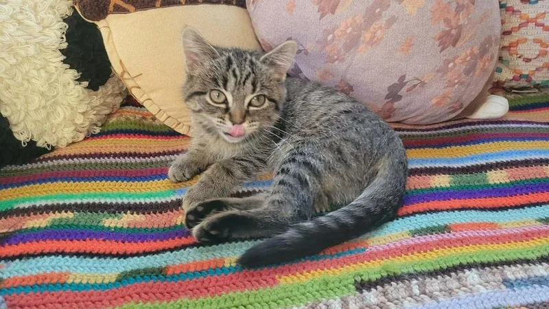A baby small-sized female Tabby (Brown / Chocolate) Domestic Short Hair cat named Xena Warrior Princess for adoption in Mishawaka, IN