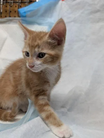 A baby large-sized male Orange / Red Domestic Short Hair cat named Arthur for adoption in Middletown, CT