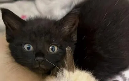 An adult small-sized unknown Domestic Short Hair cat named Ampert for adoption in Saint Anne, IL