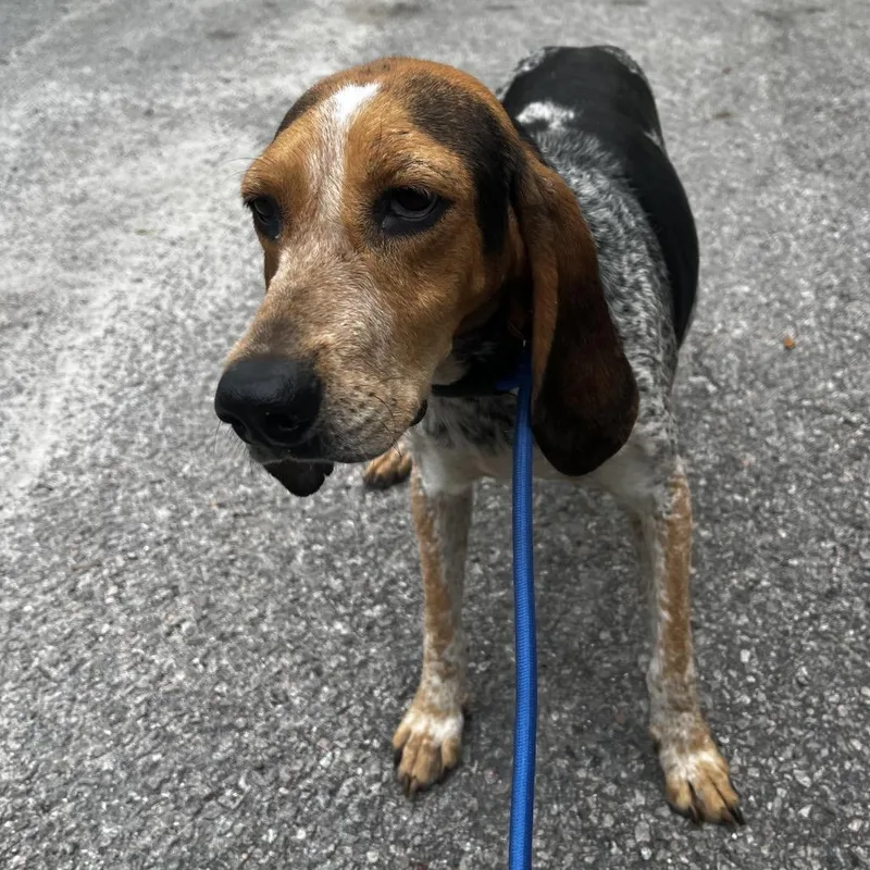 Susan