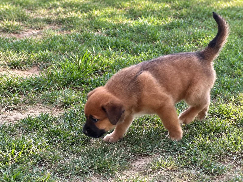 A baby medium-sized female Shepherd dog named Stream Guitar for adoption in Andover, MA