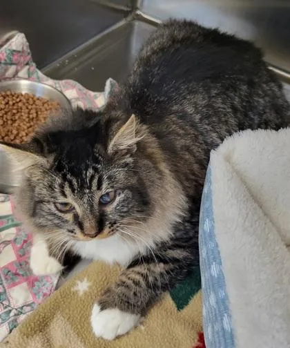 A baby small-sized male Domestic Long Hair cat named Lollipop for adoption in Pendleton, OR