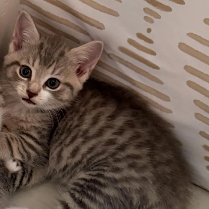 A baby medium-sized female Tabby (Gray / Blue / Silver) Domestic Short Hair cat named Kefi for adoption in Nantucket, MA