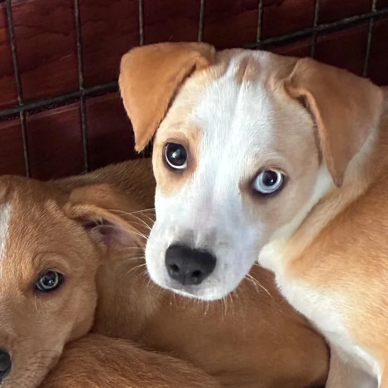 A young medium-sized female Yellow / Tan / Blond / Fawn Mixed Breed dog named Pilar for adoption in San Juan, PR