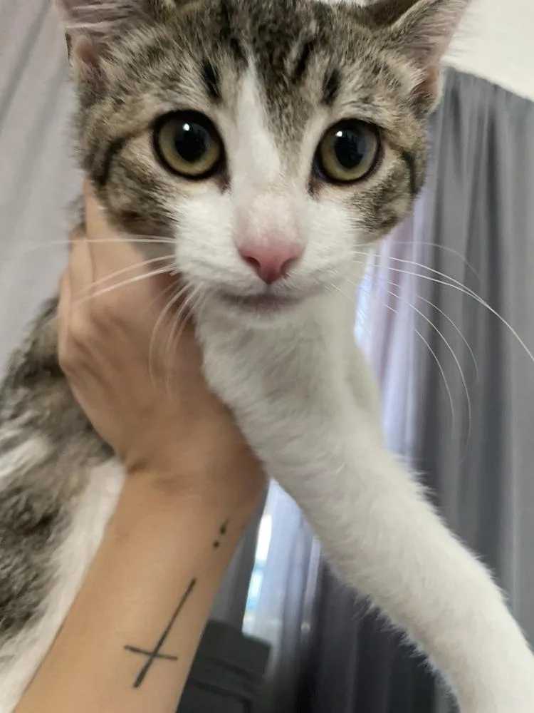 A baby small-sized female Gray & White Domestic Short Hair cat named Pebbles for adoption in Jemez Pueblo, NM