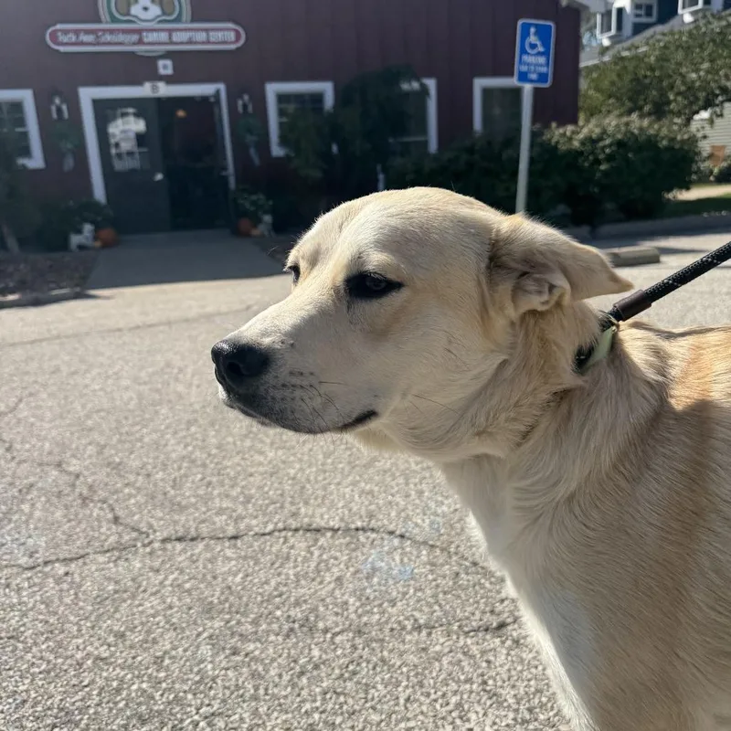A young large-sized male White / Cream Mixed Breed dog named Chip for adoption in Saint Charles, MO