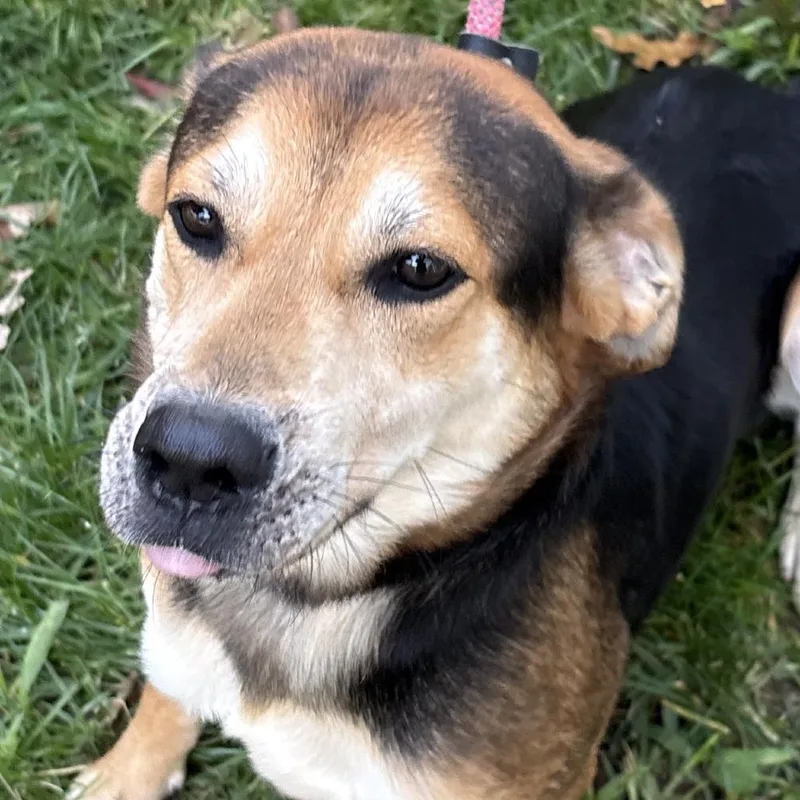 A young medium-sized male Black Hound dog named Nelson for adoption in Calverton, NY