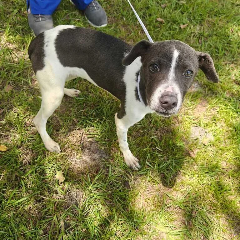 A baby small-sized female Gray / Blue / Silver Rat Terrier dog named Fern for adoption in Valdosta, GA