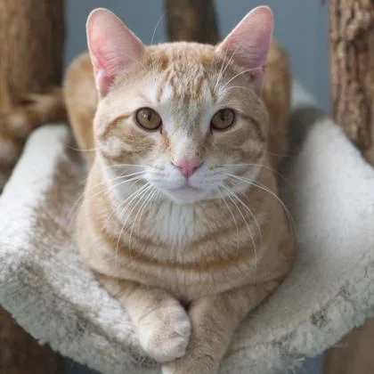 An adult medium-sized male Domestic Short Hair cat named Docious for adoption in Verona, WI