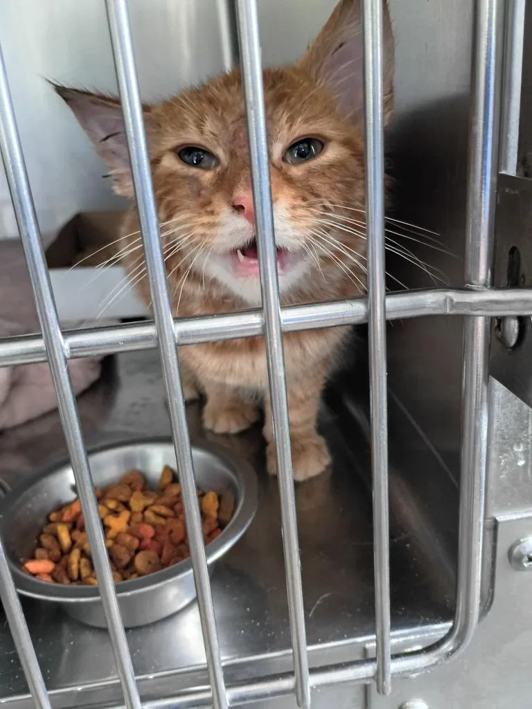 A baby small-sized male Domestic Short Hair cat named Garfield for adoption in Pierceton, IN