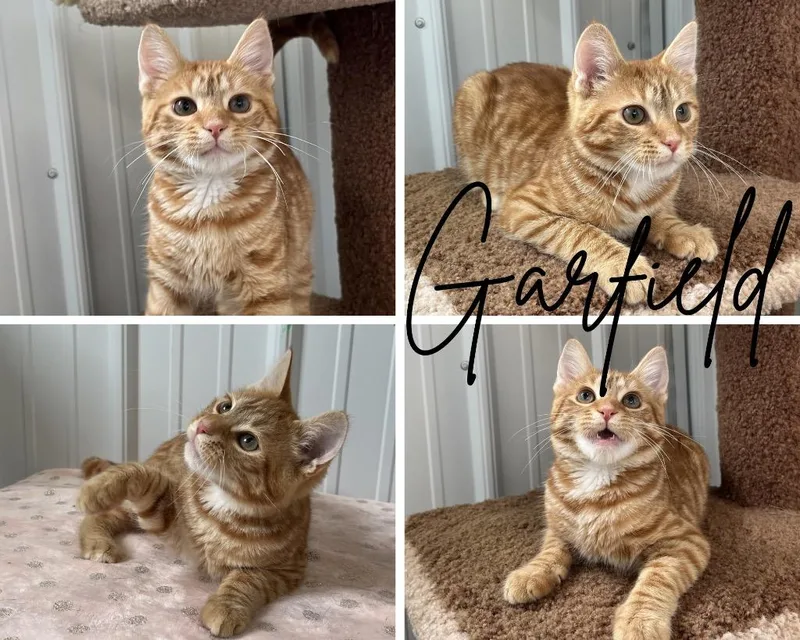 Garfield thumbnail 2