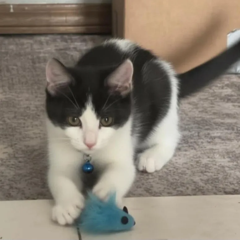 A baby medium-sized female Black & White / Tuxedo Domestic Short Hair cat named Tipsy for adoption in Warr Acres, OK