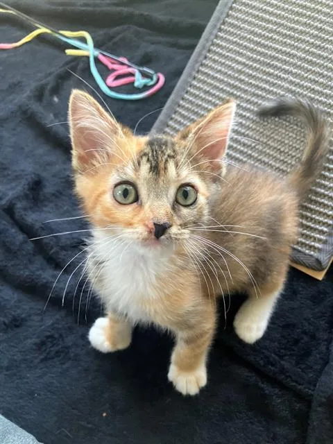 A baby small-sized female Domestic Short Hair cat named Pepper for adoption in Tustin, CA