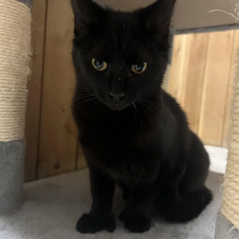 Clubfoot thumbnail 2