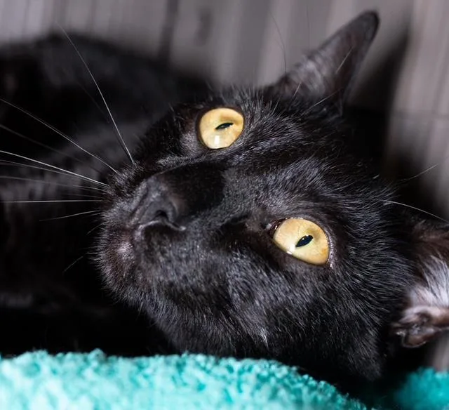 A young medium-sized male Domestic Short Hair cat named Bubba for adoption in Boston, MA
