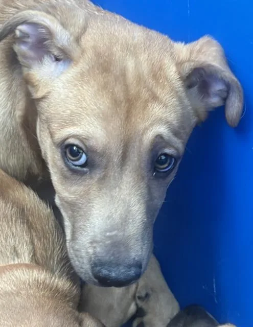 A baby large-sized female Mixed Breed dog named Phoebe for adoption in Dallas, TX