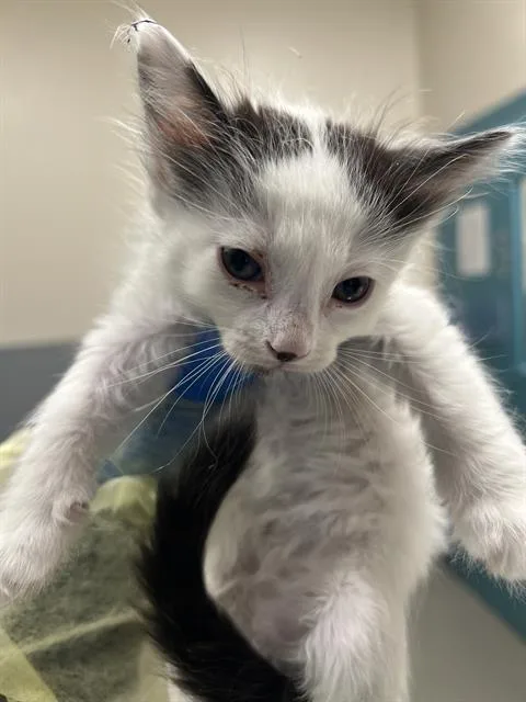 A baby small-sized female Domestic Short Hair cat named Cocomelon for adoption in Las Vegas, NV