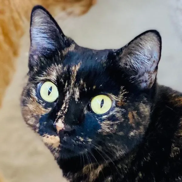 An adult medium-sized female Tortoiseshell Domestic Short Hair cat named Melody for adoption in Phoenix, AZ