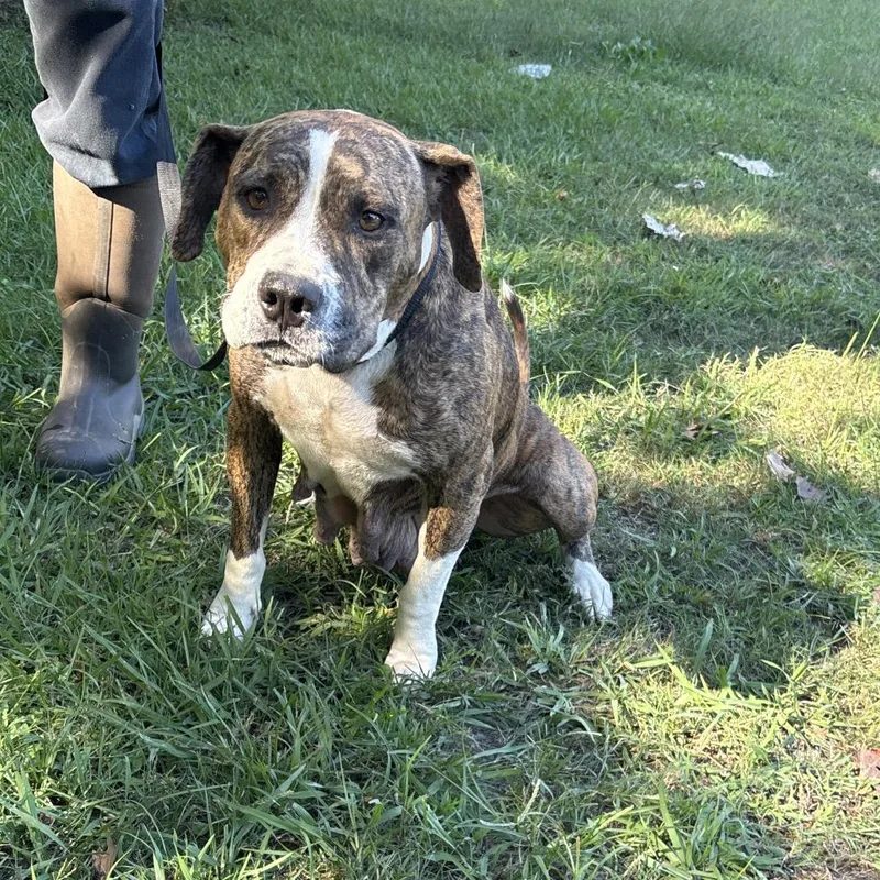 A young medium-sized female Brindle Pit Bull Terrier dog named Sissy for adoption in Clanton, AL