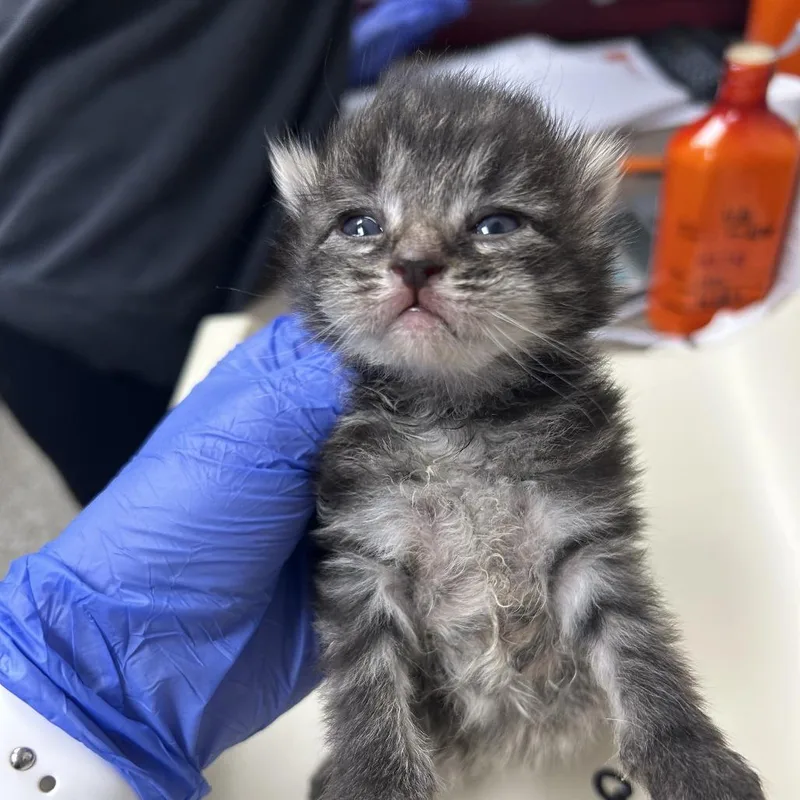 A baby small-sized male Gray / Blue / Silver Domestic Medium Hair cat named Creek for adoption in Norfolk, NE