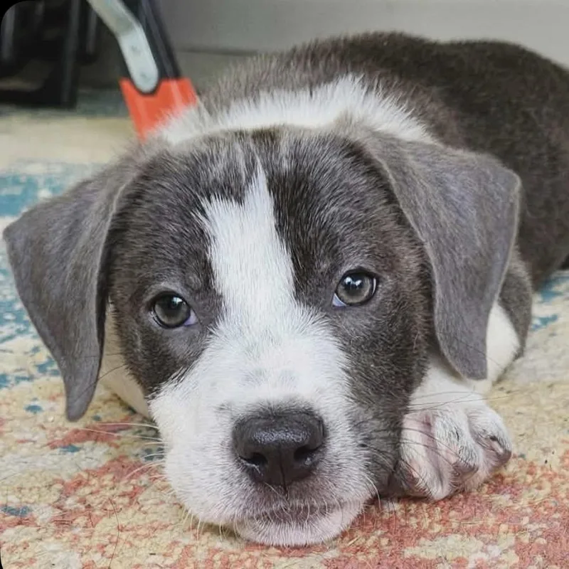 A baby medium-sized male White / Cream Pit Bull Terrier dog named Kiero for adoption in Hamilton , NJ