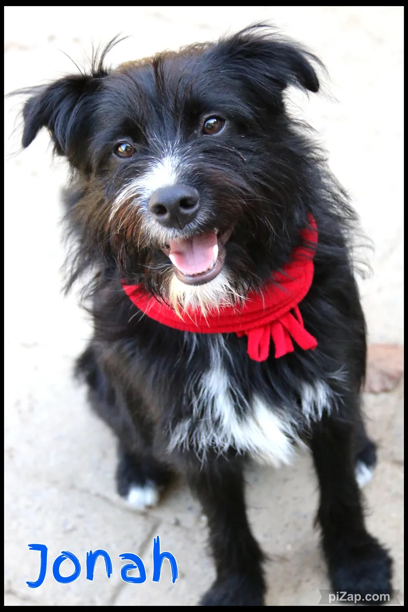A young medium-sized male Terrier dog named Jonah for adoption in Shippenville, PA
