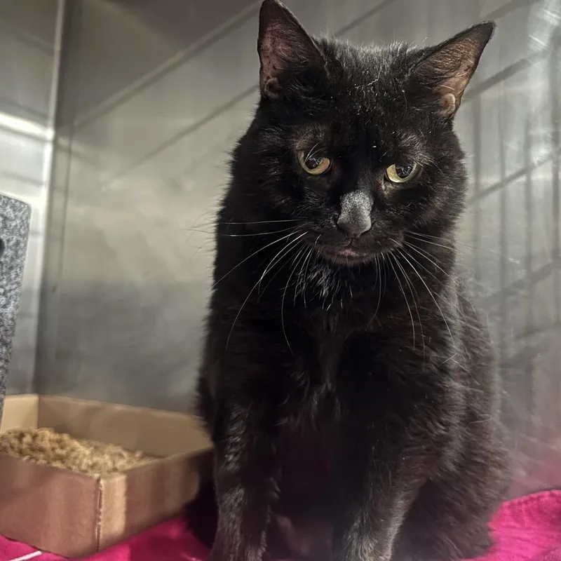 A baby small-sized female Domestic Short Hair cat named Silas for adoption in Newark, NJ