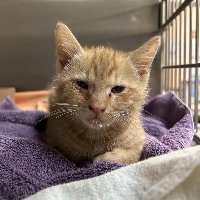 A baby small-sized male Orange / Red Domestic Short Hair cat named Ted for adoption in Lynchburg, VA