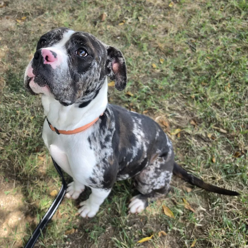 A young medium-sized female Merle (Blue) Catahoula Leopard Dog dog named Trinket for adoption in Lowell, AR