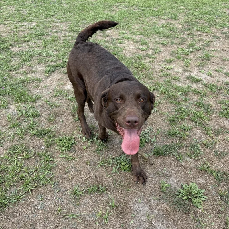 A young small-sized male Brown / Chocolate Labrador Retriever dog named Bo for adoption in Valdosta, GA