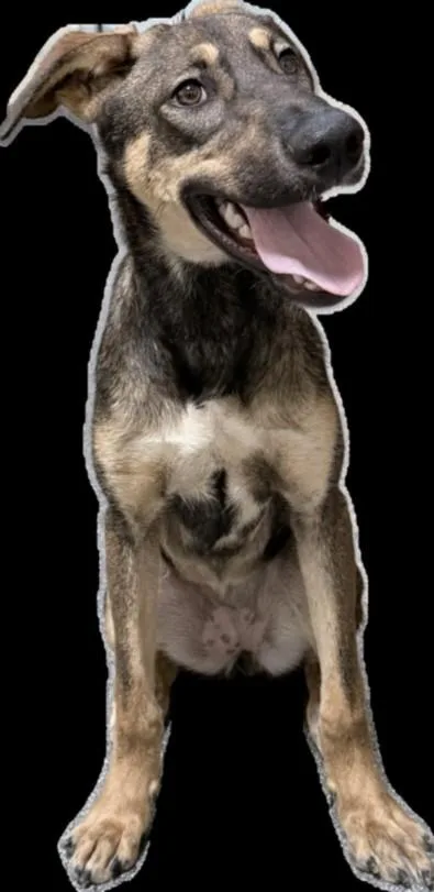 A young large-sized female Belgian Shepherd / Malinois dog named Raquelle for adoption in Los Angeles, CA