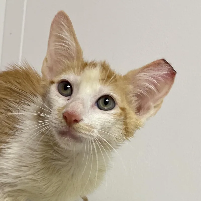 A baby small-sized male Domestic Short Hair cat named Loki for adoption in Hattiesburg, MS