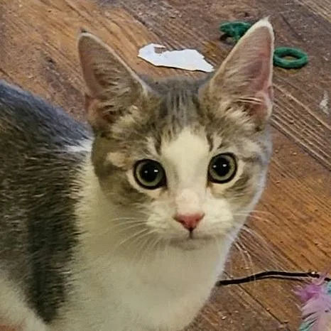 A baby small-sized female Gray / Blue / Silver Domestic Short Hair cat named Venus for adoption in Grinnell, IA