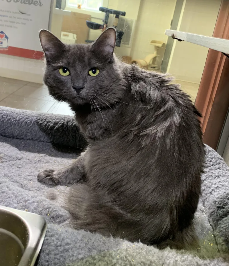 An adult medium-sized male Gray / Blue / Silver Domestic Long Hair cat named Smokey for adoption in Massena, NY
