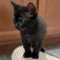 A baby small-sized female Black Domestic Short Hair cat named Patty for adoption in West Palm Beach, FL