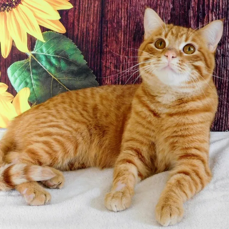 A young large-sized male Orange / Red Domestic Short Hair cat named Colby for adoption in Pekin, IL