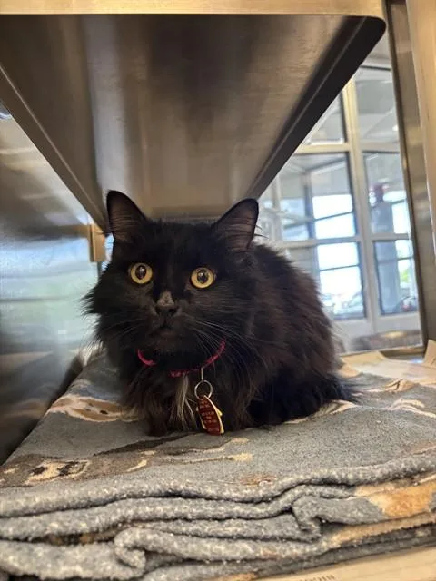 An adult medium-sized female Domestic Medium Hair cat named Delilah A for adoption in Plano, TX