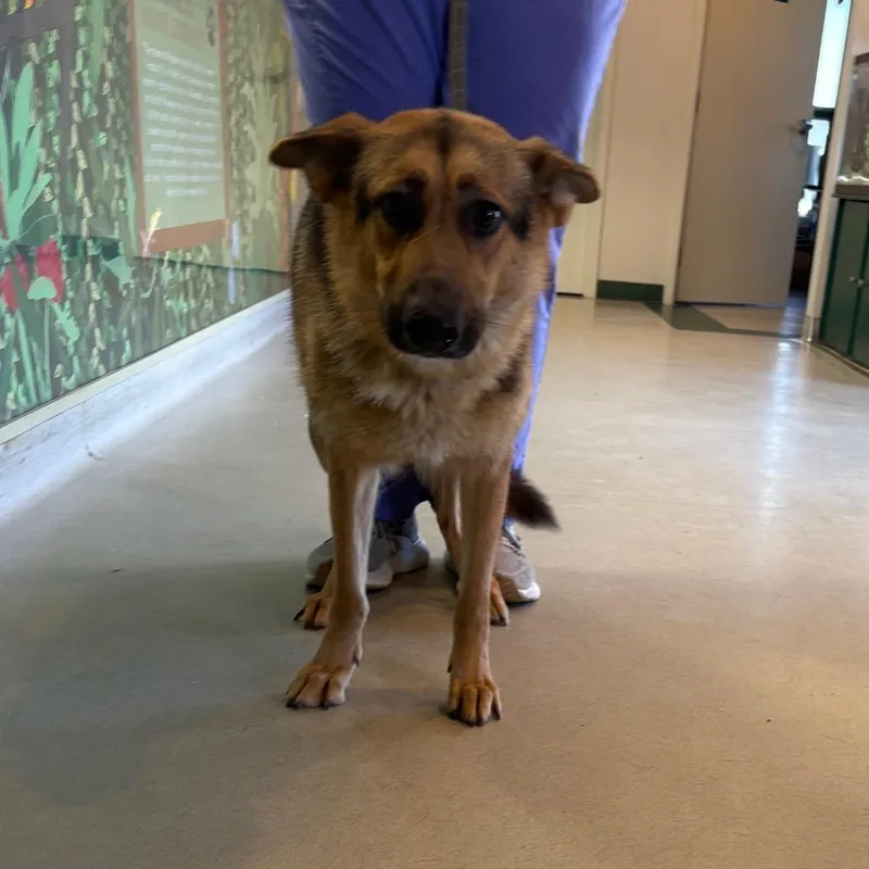 An adult medium-sized female Brown / Chocolate Shepherd dog named Zen U for adoption in Tupelo, MS