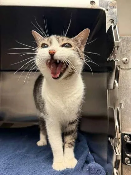 A senior small-sized female Domestic Short Hair cat named Luisi for adoption in North Miami Beach, FL