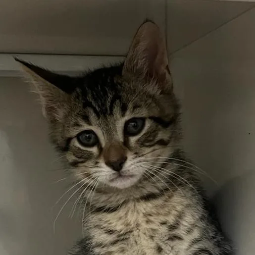 A baby small-sized male Brown / Chocolate Domestic Short Hair cat named Logan for adoption in Redwood City, CA