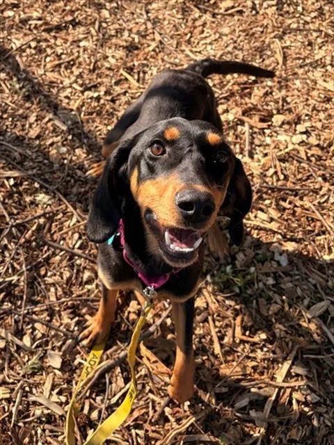 A young medium-sized female Black and Tan Coonhound dog named Iris for adoption in Leesburg, VA