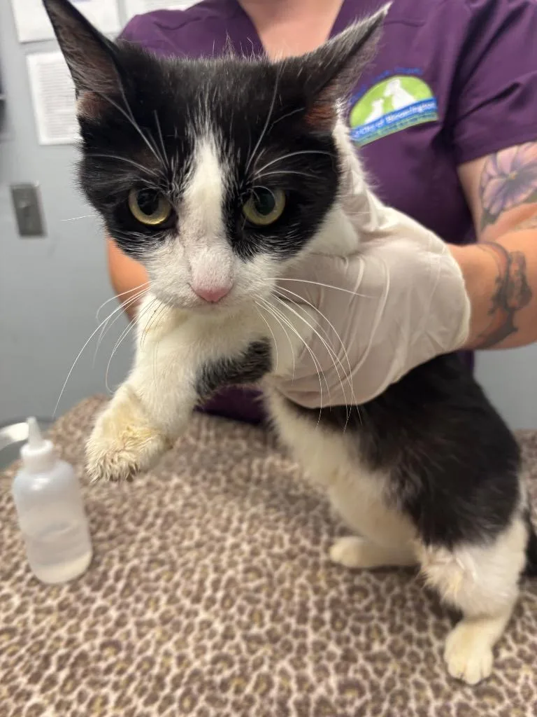 A young medium-sized female Domestic Short Hair cat named Goya for adoption in Bloomington, IN