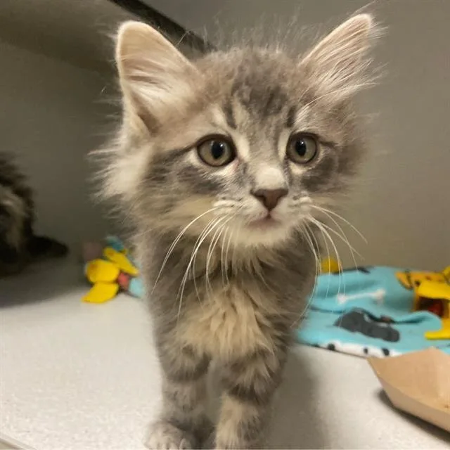 A baby small-sized male Domestic Medium Hair cat named Whisper for adoption in Aurora, CO