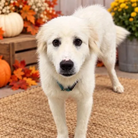 A baby large-sized male White / Cream Great Pyrenees dog named Yeti for adoption in Williston, VT