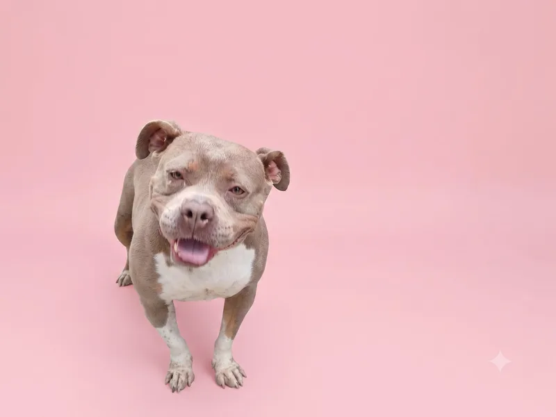 An adult medium-sized female Pit Bull Terrier dog named Shakira for adoption in Los Angeles, CA