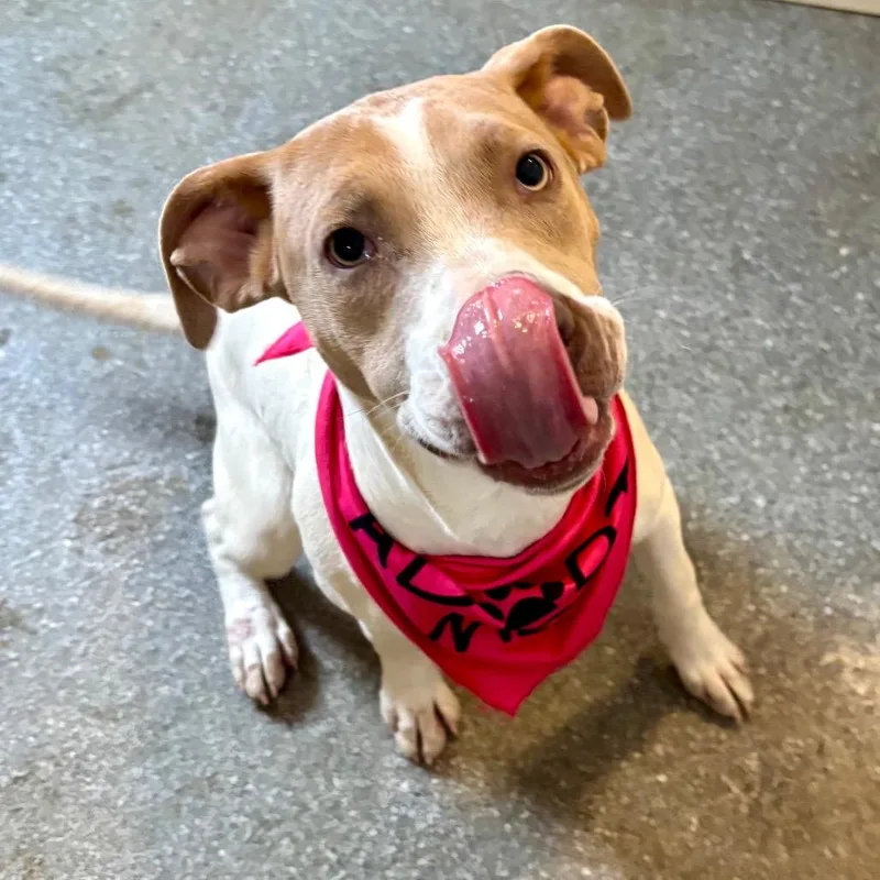 A young small-sized female White / Cream Terrier dog named Fruti for adoption in Metamora, MI