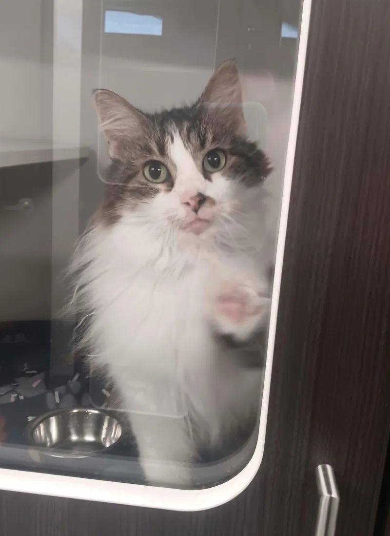 An adult medium-sized male Tabby (Buff / Tan / Fawn) Domestic Long Hair cat named Pritz for adoption in Plainfield, IL