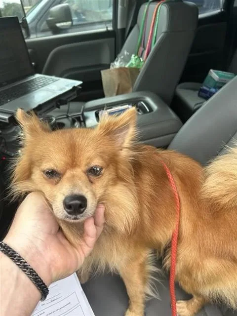 A young medium-sized male Pomeranian dog named A for adoption in Houston, TX