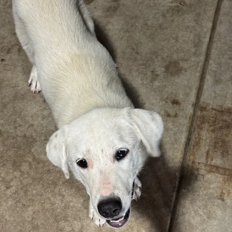 A young medium-sized female Terrier dog named Panda for adoption in Birmingham, AL